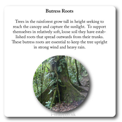 butress roots